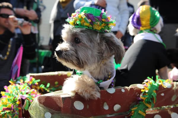 Mutti Gras