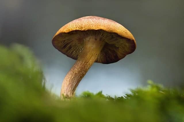 Mushroom Adaptogen